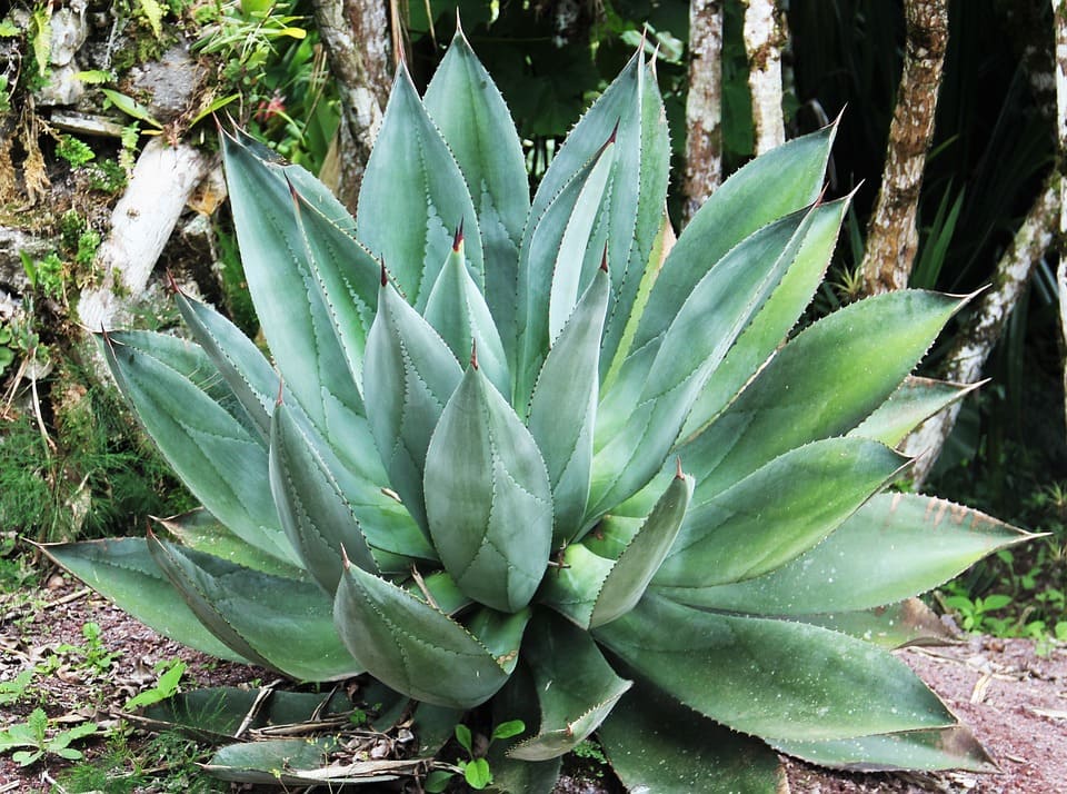 Aloe Vera for Hair Growth Tips